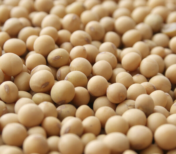 Soybeans/Soyabeans - Image 3